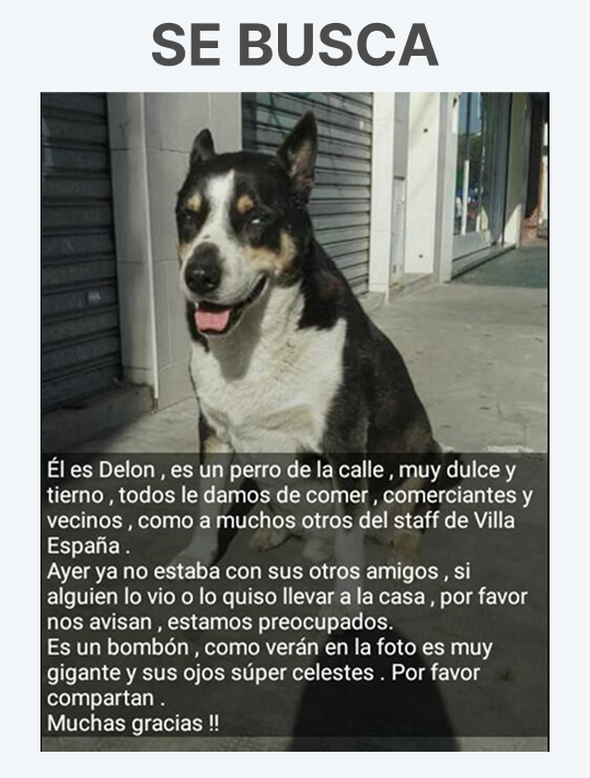 Cartel del perro perdido